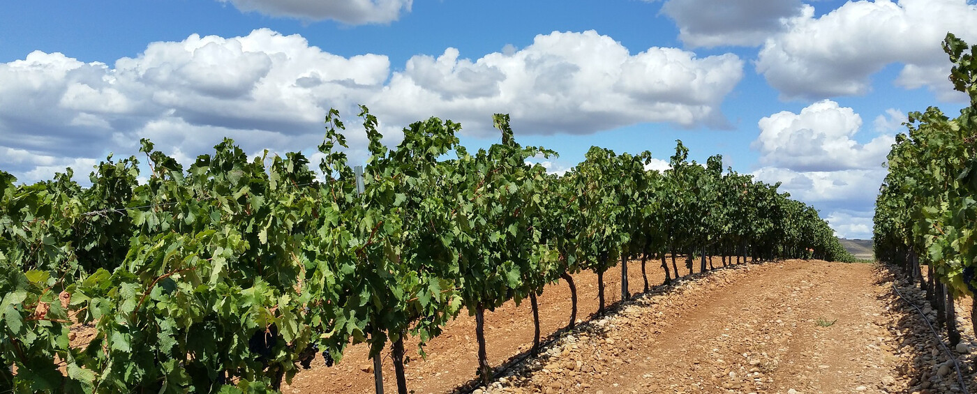 Rioja Weine - Spanische Lebensfreude